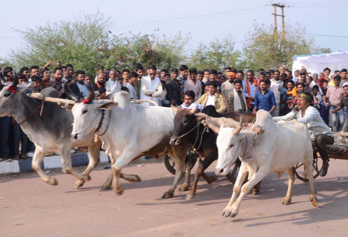 सबसे तेज दौड़ी हरनारायण की बैलगाड़ी, 20 प्रतिभागियों को हराया